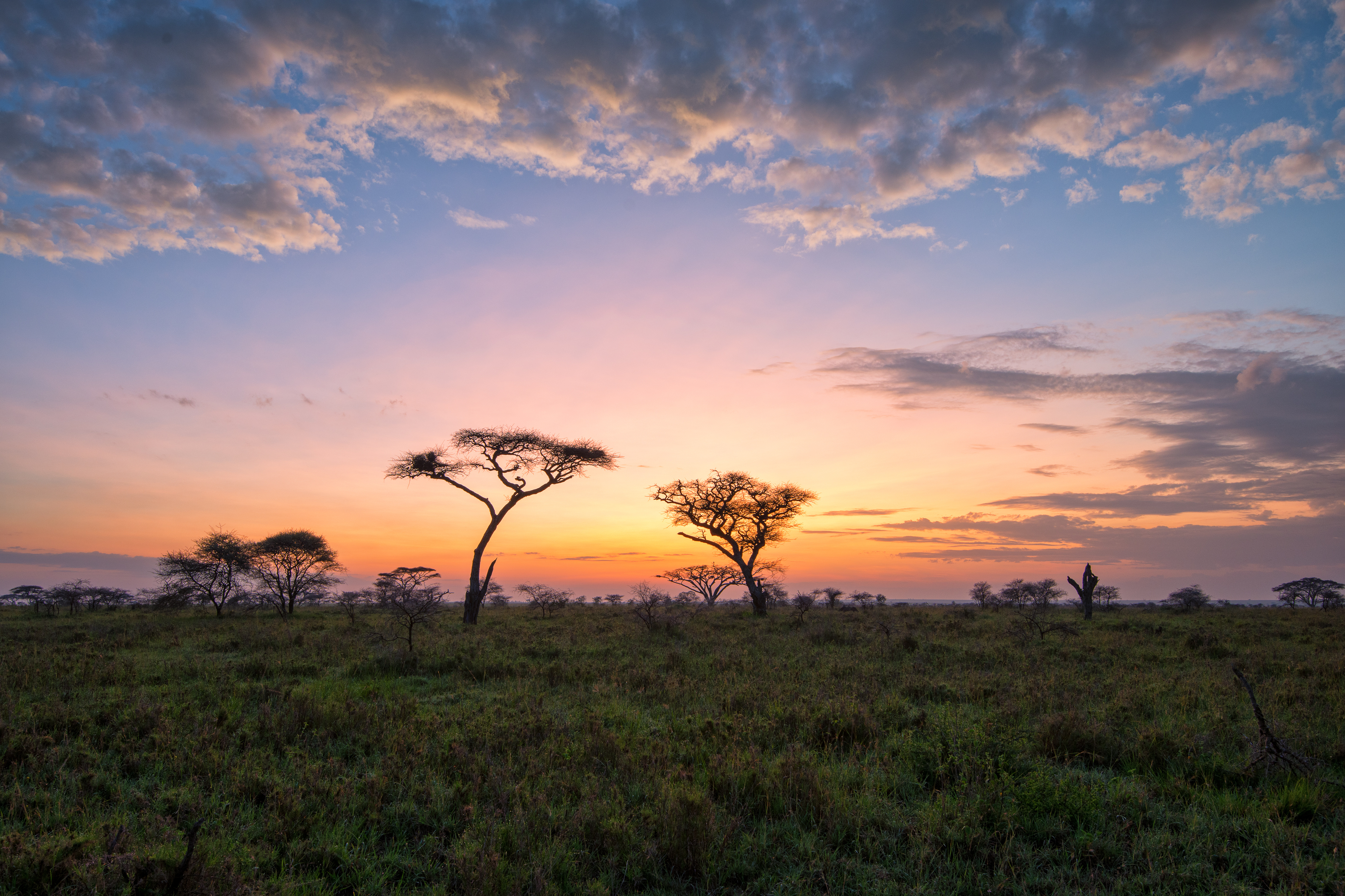 Researcher conducting field research on conservation
